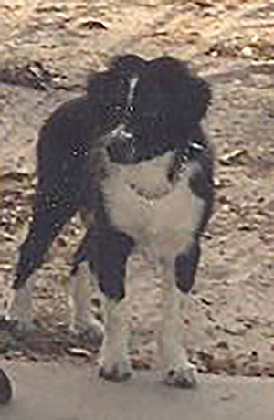 Levi the Wonderdog standing outdoors with attentive expression