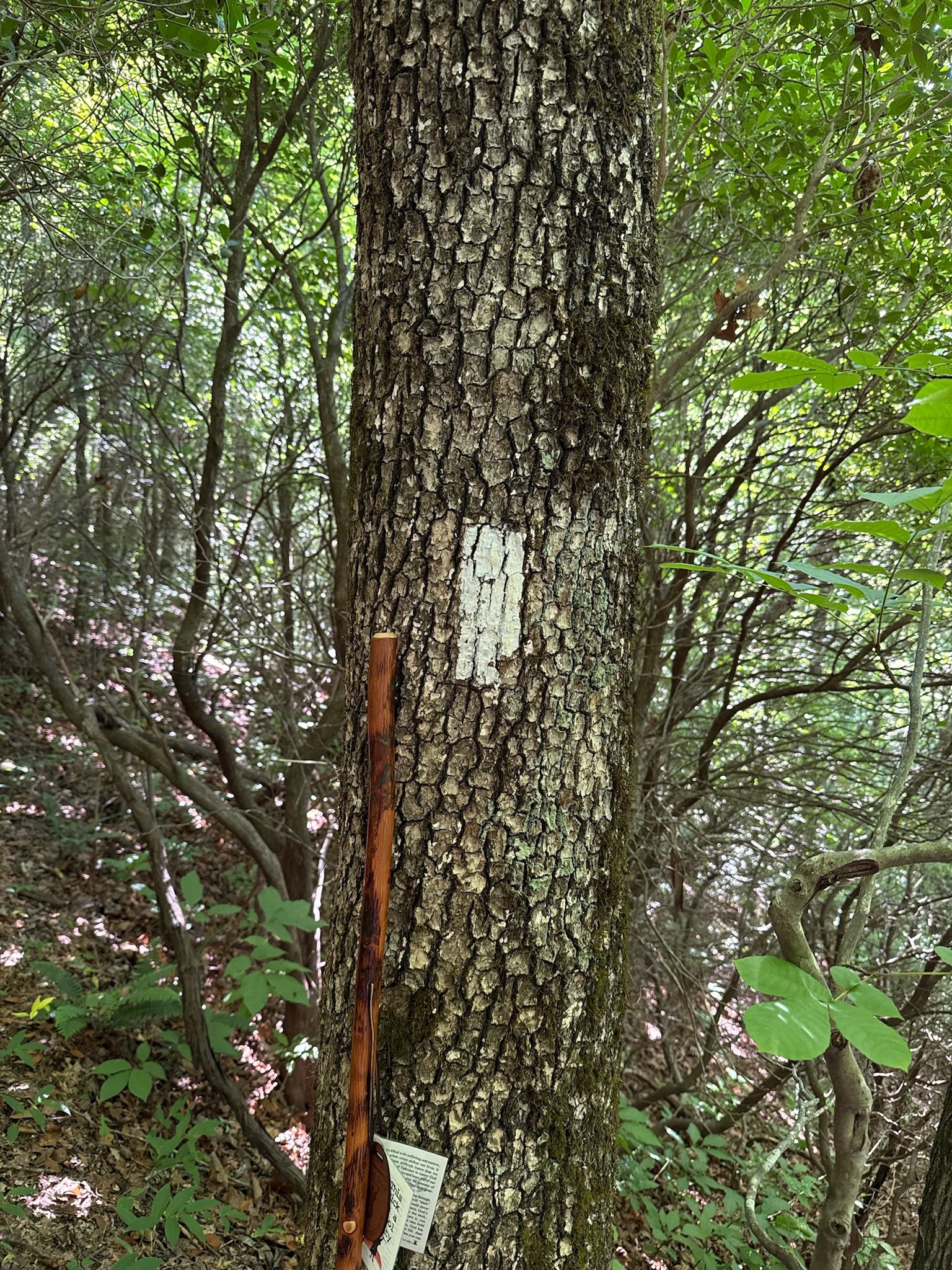 73938A09-F137-49E2-9F23-15CA4F4F80BB Trail marker on a tree on the Appalachian Trail with an Ezekiel Stick leaning up against the tree